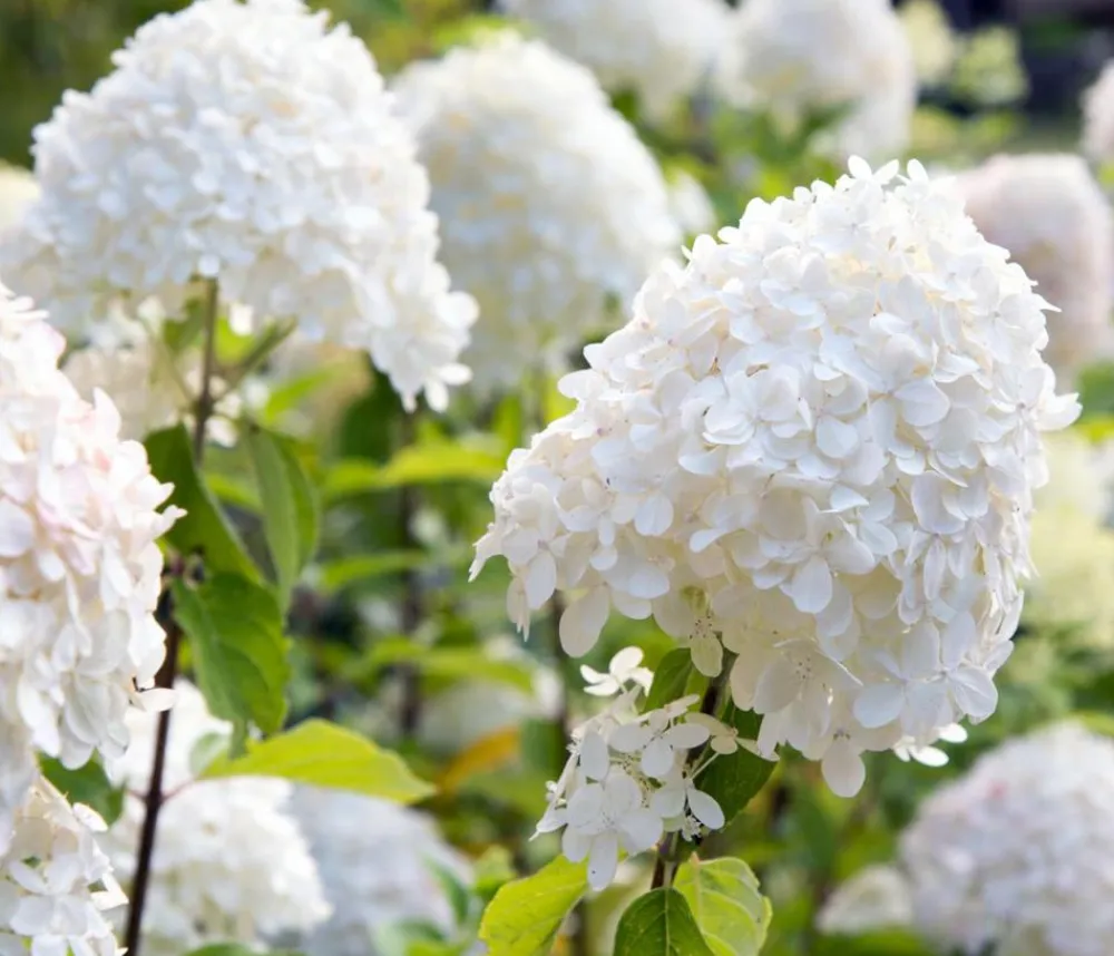 Dehner Winterharte Kübelpflanzen|Hortensien > Rispen-Hortensie 'Magical Fire'