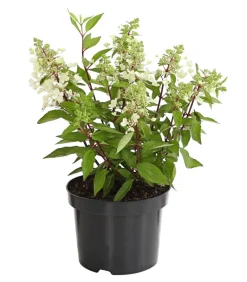 Dehner Laubgehölze|Winterharte Kübelpflanzen > Rispen-Hortensie 'Pinky Winky'