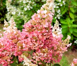 Dehner Laubgehölze|Winterharte Kübelpflanzen > Rispen-Hortensie 'Pinky Winky'