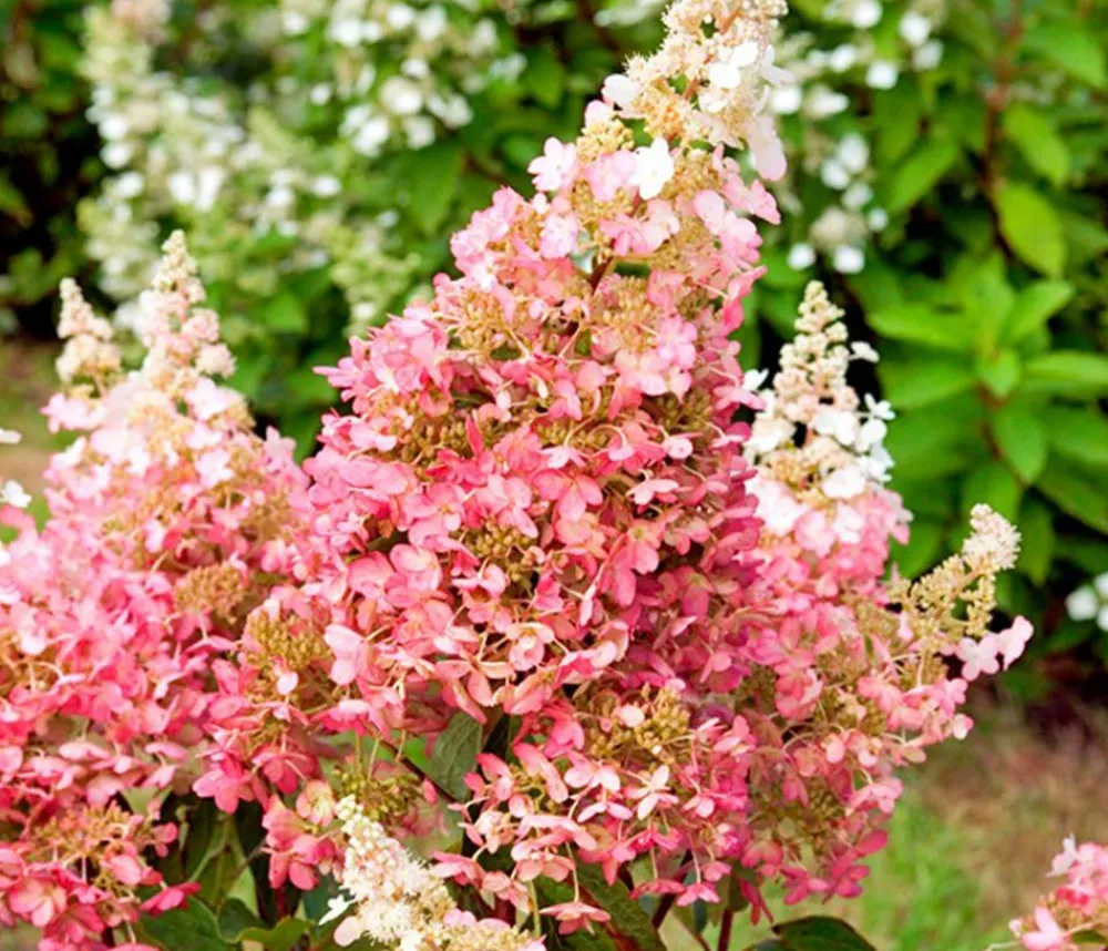 Dehner Laubgehölze|Winterharte Kübelpflanzen > Rispen-Hortensie 'Pinky Winky'