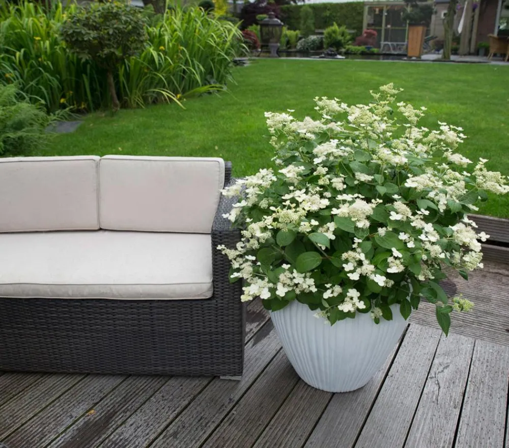 Dehner Winterharte Kübelpflanzen|Hortensien > Rispen-Hortensie 'Prim White'
