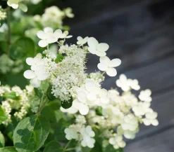 Dehner Winterharte Kübelpflanzen|Hortensien > Rispen-Hortensie 'Prim White'