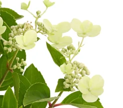 Dehner Winterharte Kübelpflanzen|Hortensien > Rispen-Hortensie 'Prim White'