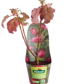 Dehner Winterharte Kübelpflanzen|Hortensien > Rispen-Hortensie 'Ruby Slippers'