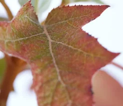 Dehner Winterharte Kübelpflanzen|Hortensien > Rispen-Hortensie 'Ruby Slippers'