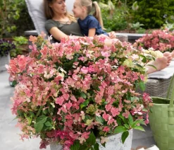 Dehner Hortensien|Blühende Sträucher > Rispen-Hortensie 'Switch® Ophelia'