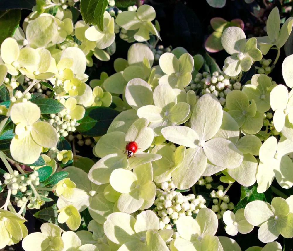 Dehner Hortensien|Blühende Sträucher > Rispen-Hortensie 'Switch® Ophelia'