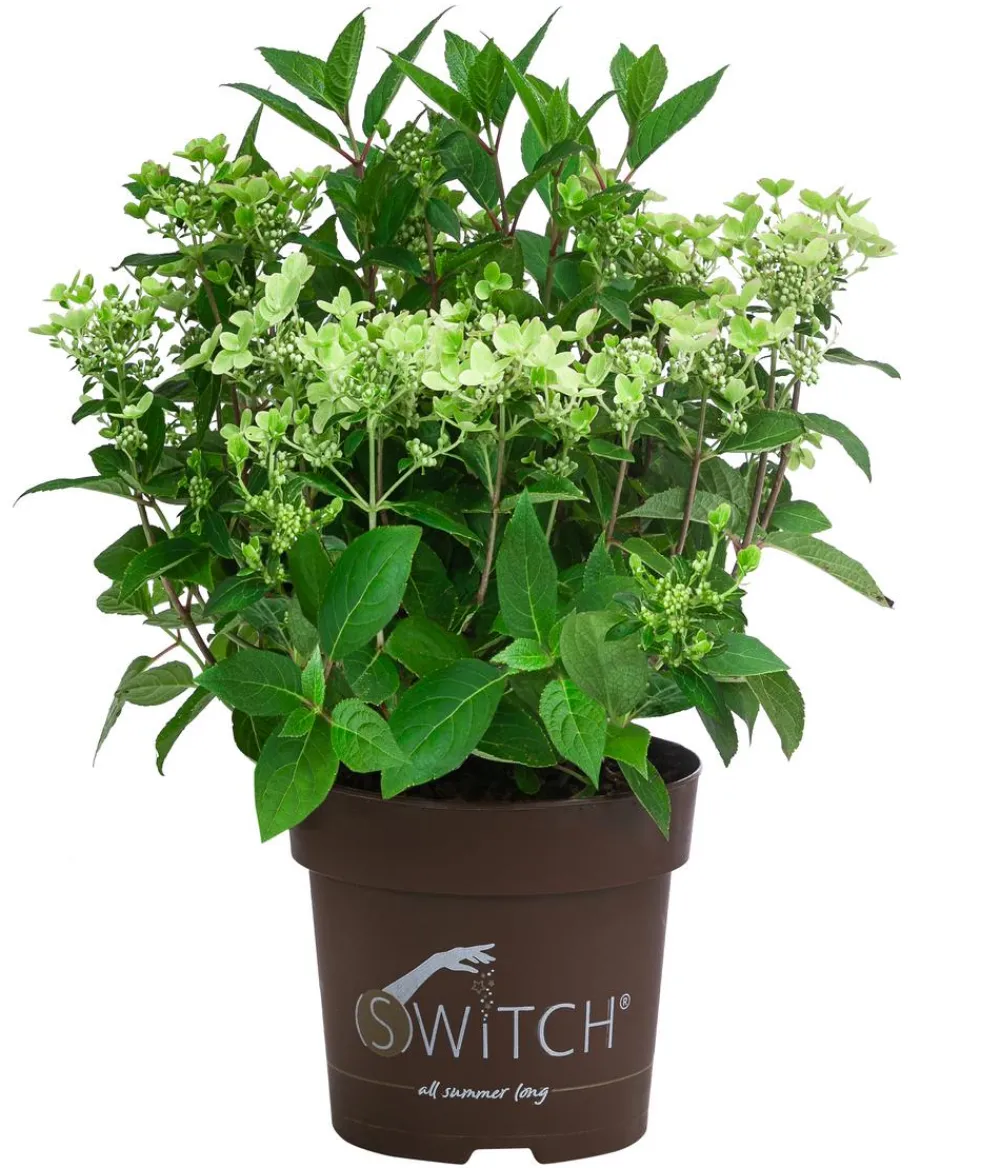Dehner Hortensien|Blühende Sträucher > Rispen-Hortensie 'Switch® Ophelia'