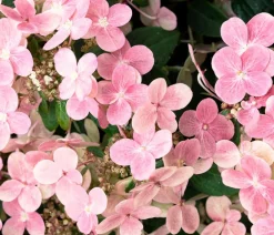 Dehner Rispen-Hortensie 'Switch® Ophelia'