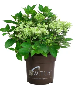 Dehner Rispen-Hortensie 'Switch® Ophelia'