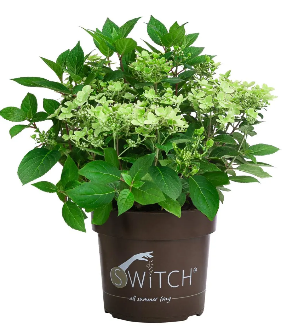 Dehner Rispen-Hortensie 'Switch® Ophelia'