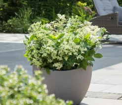Dehner Rispen-Hortensie 'Switch® Ophelia'