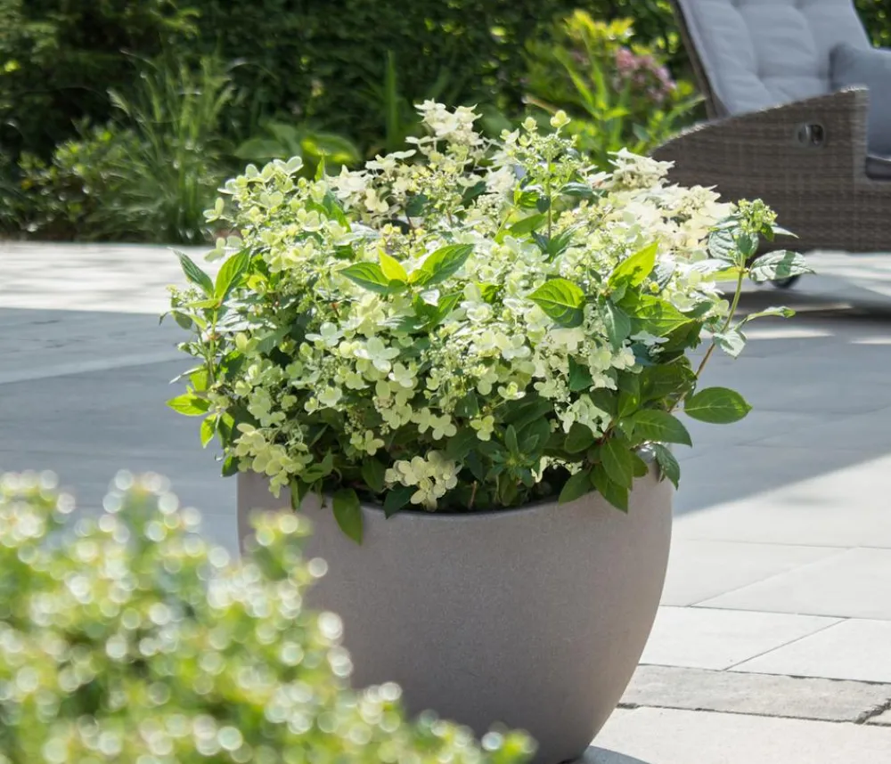 Dehner Rispen-Hortensie 'Switch® Ophelia'