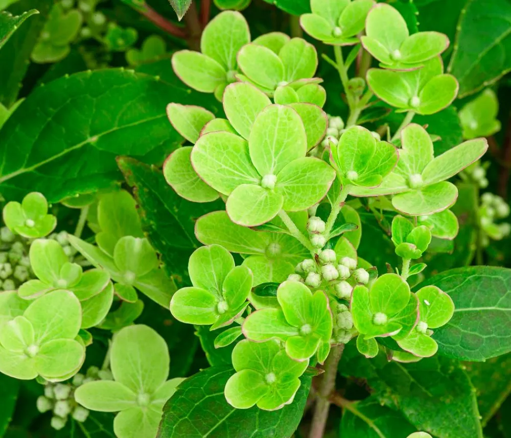 Dehner Rispen-Hortensie 'Switch® Ophelia'