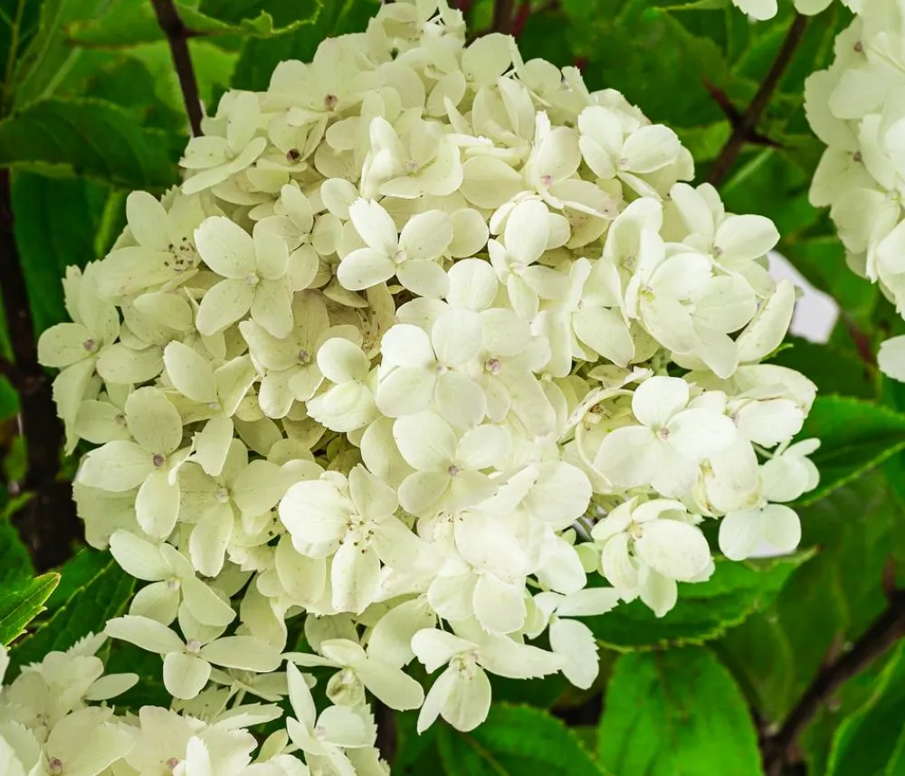Dehner Laubgehölze|Hortensien > Rispen-Hortensie 'Whitelight'®