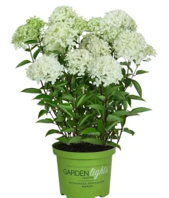 Dehner Laubgehölze|Hortensien > Rispen-Hortensie 'Whitelight'®