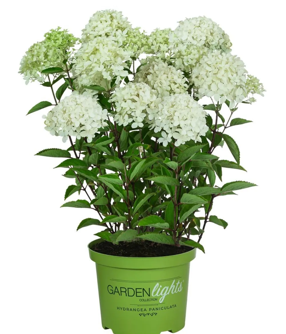 Dehner Laubgehölze|Hortensien > Rispen-Hortensie 'Whitelight'®