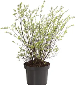 Dehner Rispenspiere 'Grefsheim' Weiß Hot