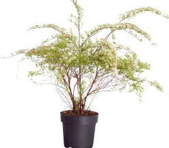 Dehner Rispenspiere 'Grefsheim' Weiß Hot
