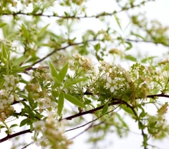 Dehner Rispenspiere 'Grefsheim' Weiß Hot