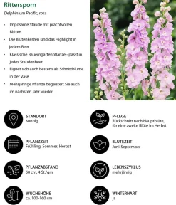 Dehner Rittersporn, verschiedene Sorten Clearance