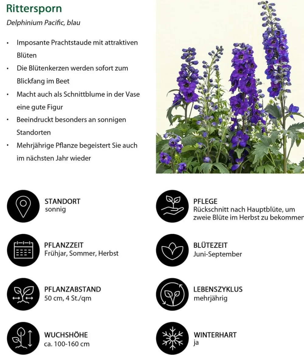 Dehner Rittersporn, verschiedene Sorten Clearance