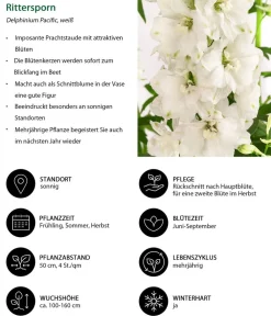 Dehner Rittersporn, verschiedene Sorten Clearance