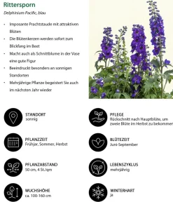 Dehner Sommerstauden - Rittersporn, verschiedene Sorten