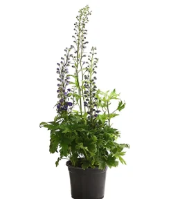 Dehner Sommerstauden - Rittersporn, verschiedene Sorten