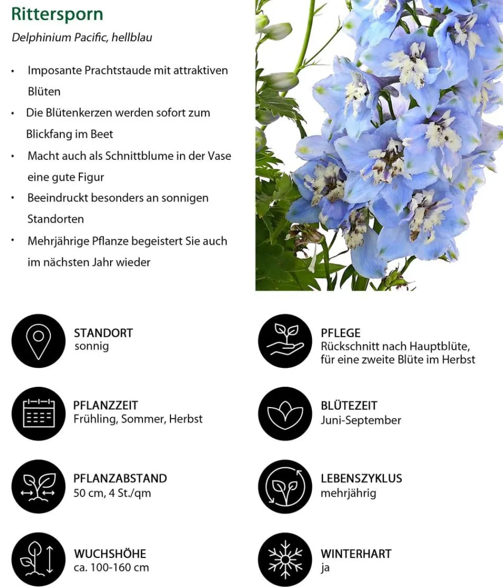 Dehner Sommerstauden - Rittersporn, verschiedene Sorten