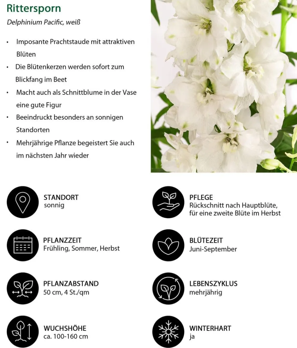 Dehner Sommerstauden - Rittersporn, verschiedene Sorten