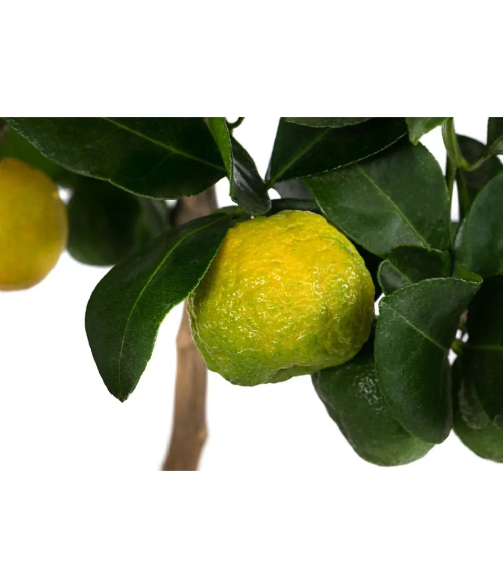 Dehner Römische Limette 'Pursha' Gelb Outlet