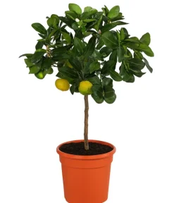 Dehner Römische Limette 'Pursha' Gelb Outlet