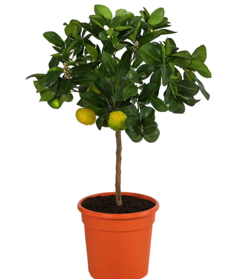 Dehner Römische Limette 'Pursha' Gelb Outlet