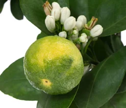 Dehner Zitruspflanzen|Terrassenpflanzen - Römische Limette 'Pursha' Gelb