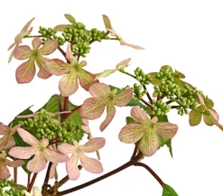 Dehner Etagen-Schneeball 'Molly Schroeder' Rosa Clearance
