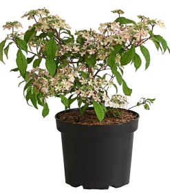 Dehner Etagen-Schneeball 'Molly Schroeder' Rosa Clearance