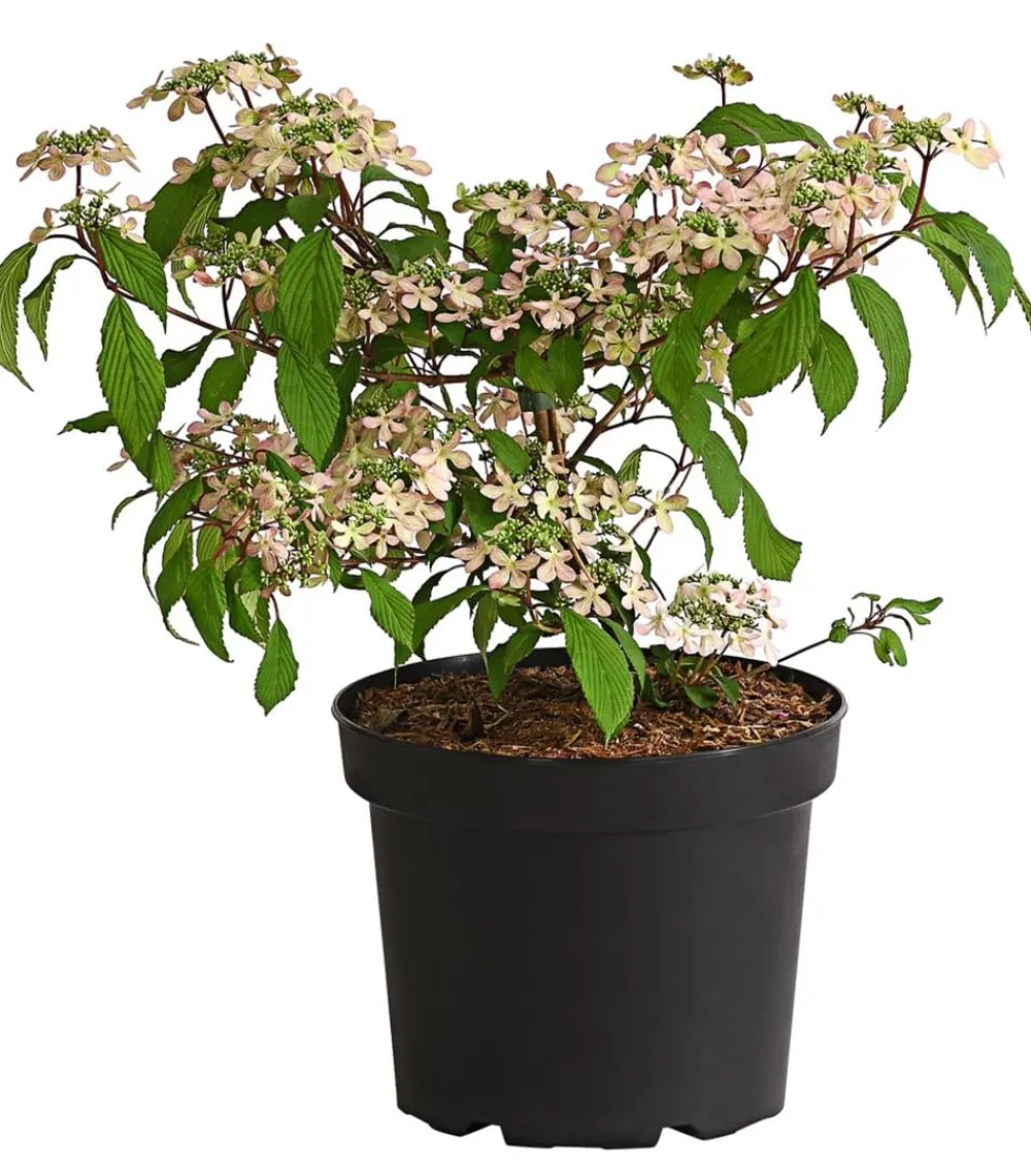 Dehner Etagen-Schneeball 'Molly Schroeder' Rosa Clearance