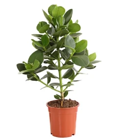 Dehner Grünpflanzen > Rosafarbener Balsamapfel - Clusia major