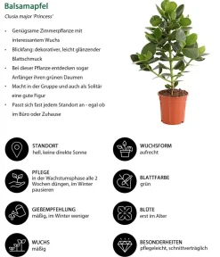 Dehner Grünpflanzen > Rosafarbener Balsamapfel - Clusia major
