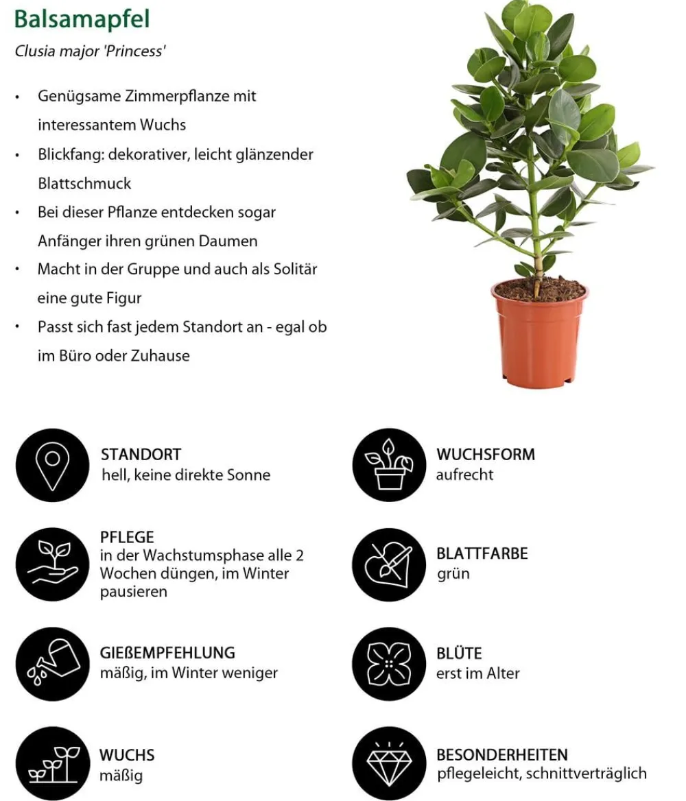 Dehner Grünpflanzen > Rosafarbener Balsamapfel - Clusia major