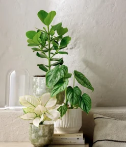 Dehner Rosafarbener Balsamapfel - Clusia major Clearance