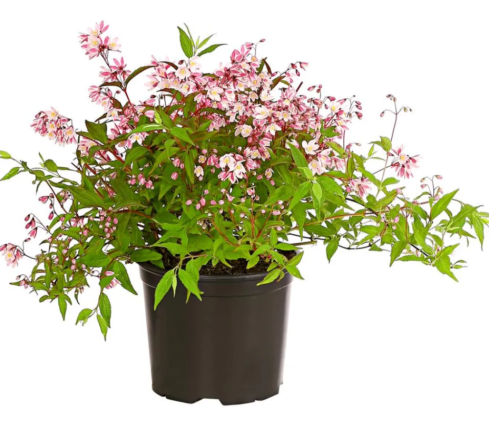 Dehner Maiblumenstrauch - Deutzie 'Yuki Cherry Blossom®' Sale