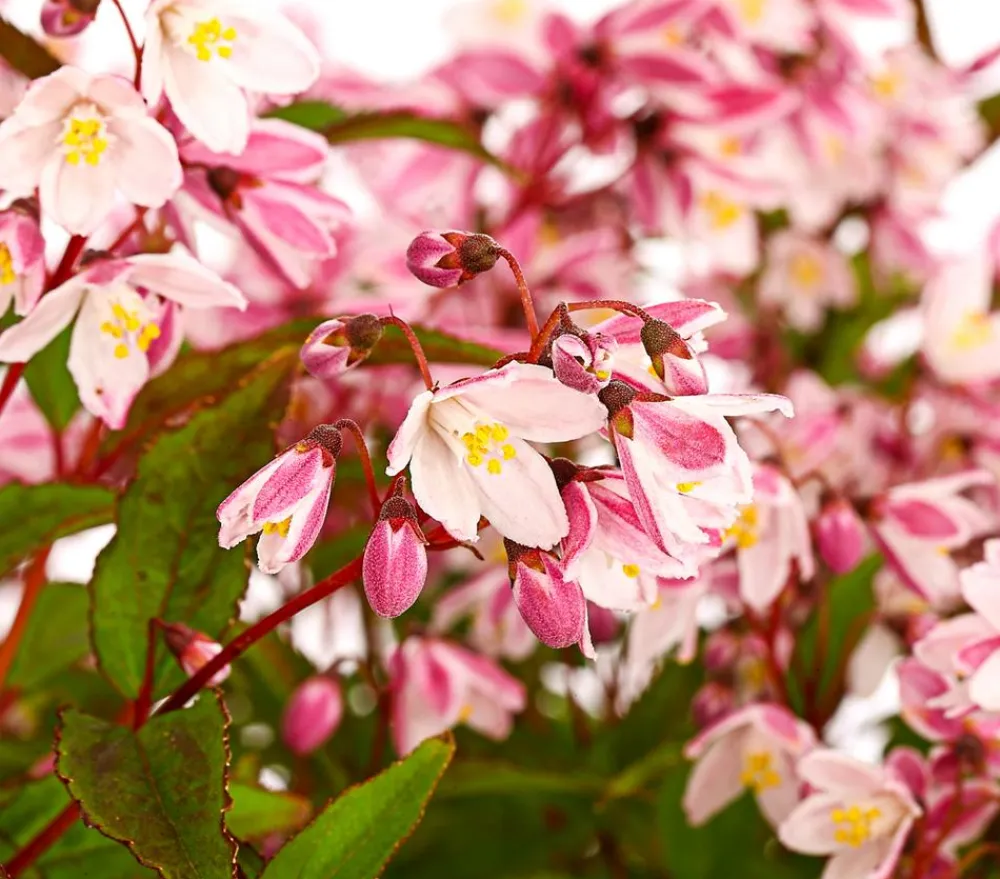 Dehner Maiblumenstrauch - Deutzie 'Yuki Cherry Blossom®' Sale