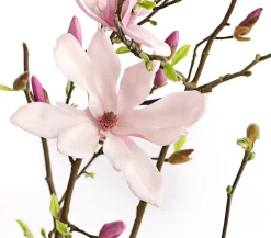 Dehner Stern-Magnolie 'George Henry Kern' Rosa Sale