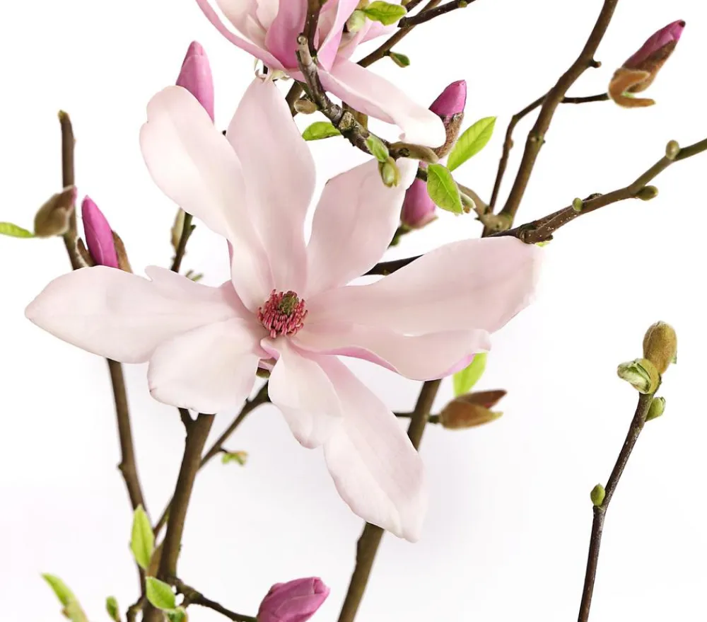 Dehner Stern-Magnolie 'George Henry Kern' Rosa Sale