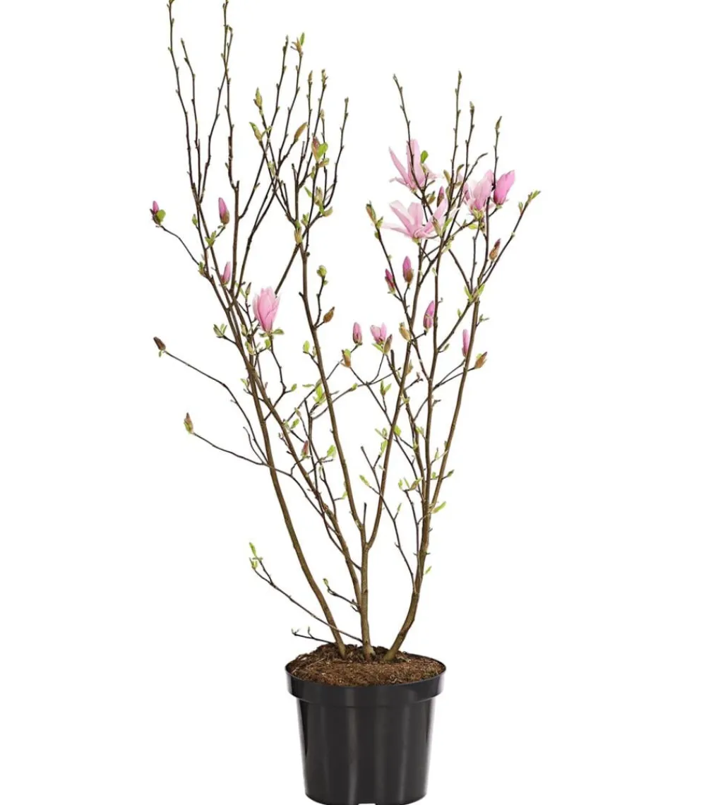 Dehner Stern-Magnolie 'George Henry Kern' Rosa Sale
