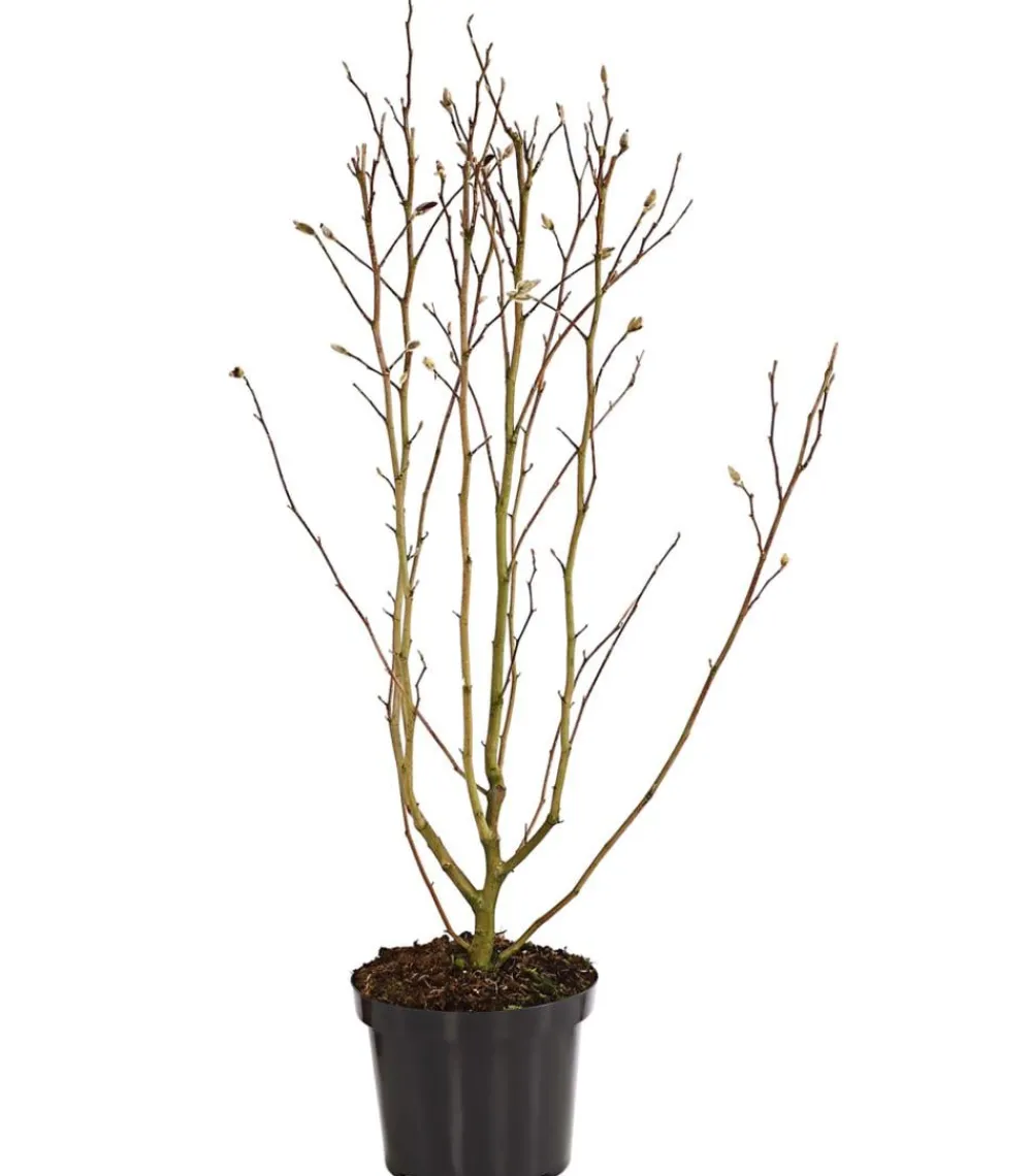 Dehner Rosa Stern-Magnolie 'Leonard Messel' Zartrosa Online