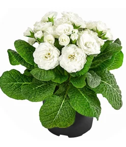 Dehner Grabschmuck & Grabgestaltung > Rosenprimel 'Belarina', verschiedene Farben