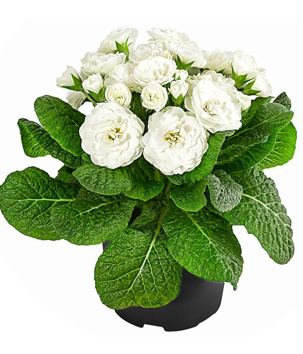 Dehner Grabschmuck & Grabgestaltung > Rosenprimel 'Belarina', verschiedene Farben